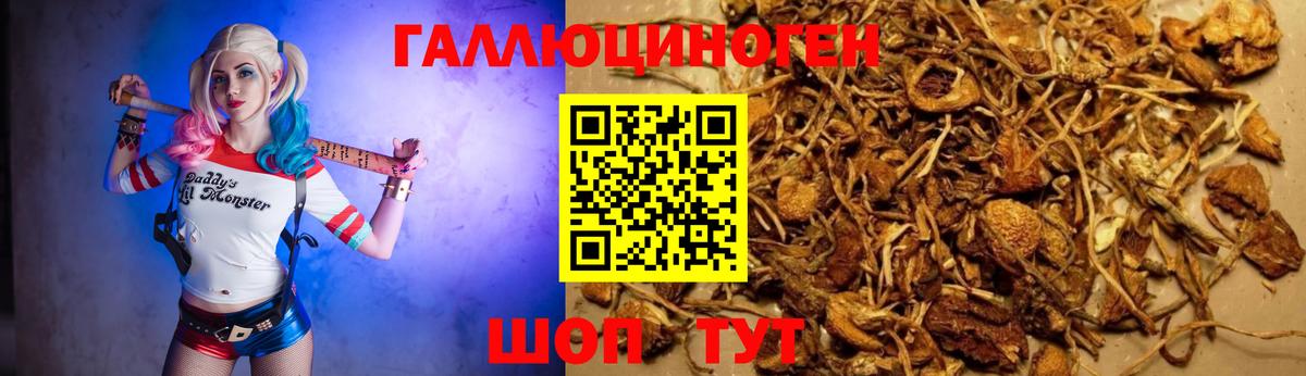 Хасавюрт  Псилоцибиновые грибы прущие грибы  Вход с VPN  Псилоцибиновые грибы ЛСД 
